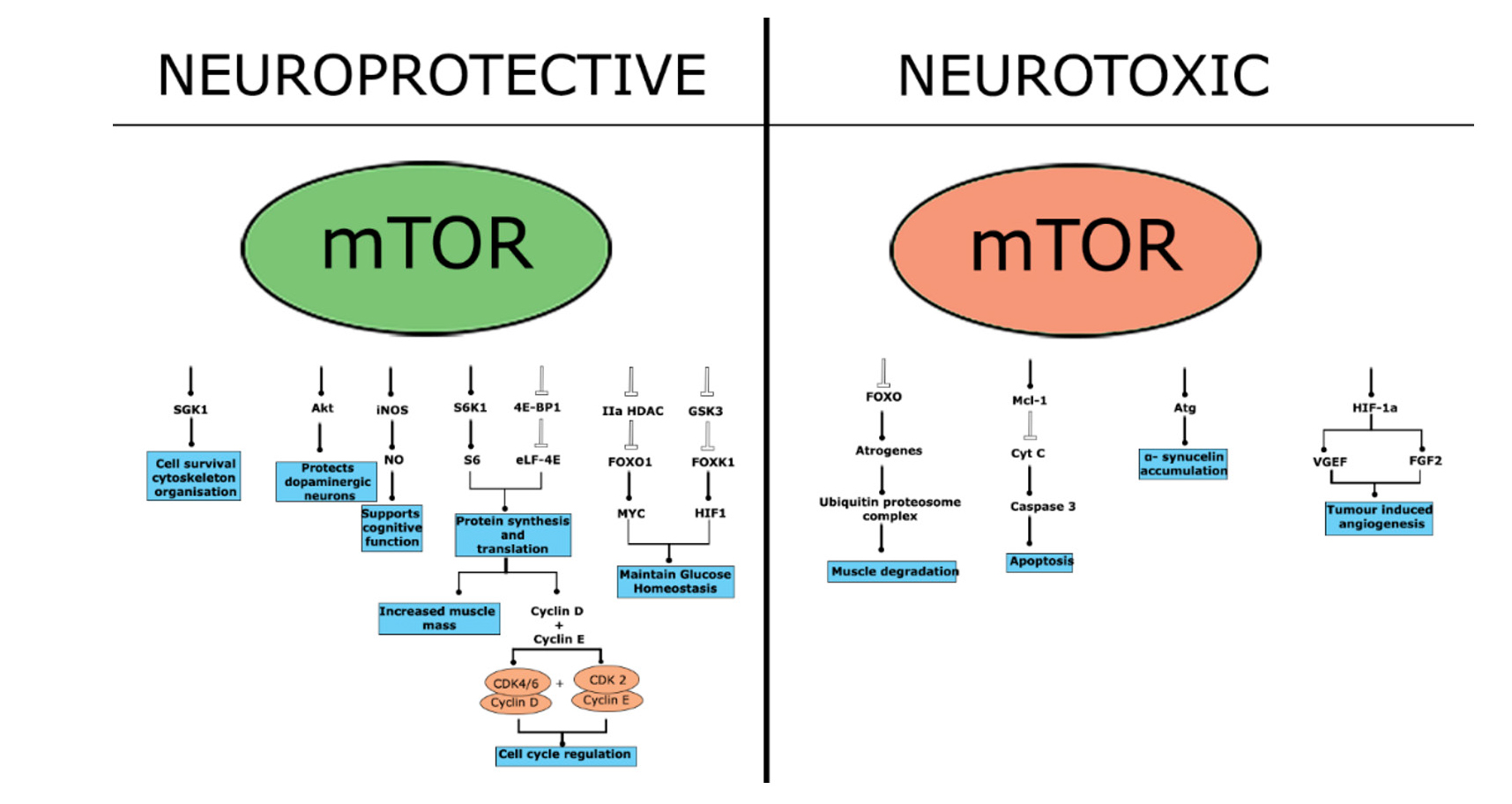 Graphical Abstract